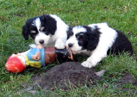 Welpen